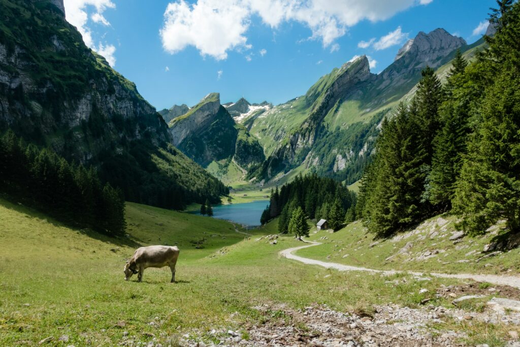 View of a cow grazing in a Swiss pasture