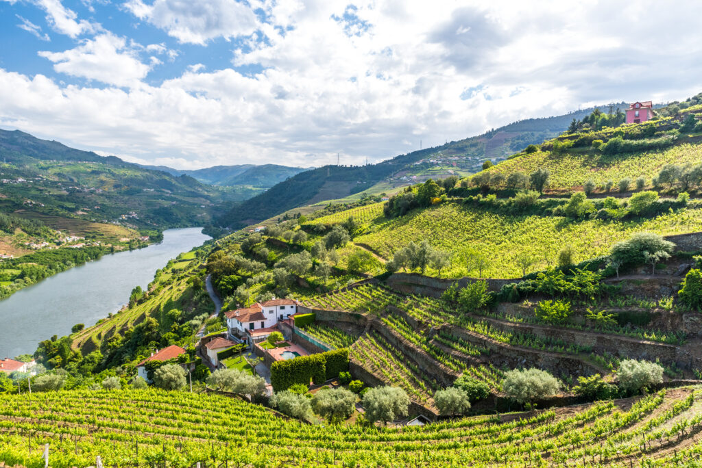 Landscape of vineyards by the Douro river region in Portugal.