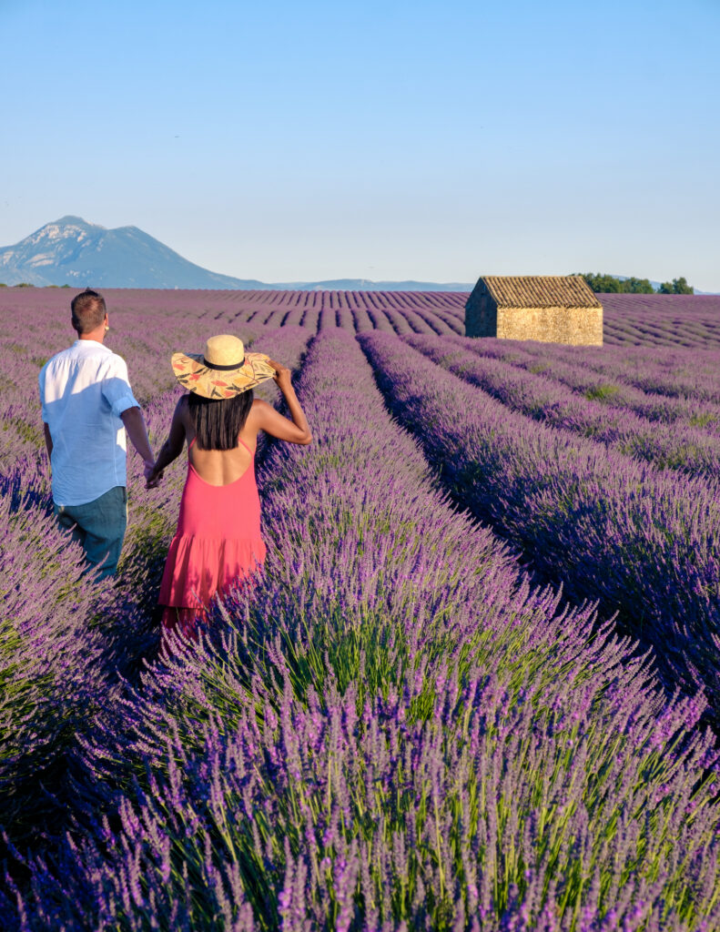 Provence, Lavender field France, Valensole Plateau, a colorful field of Lavender in bloom, Provence, Southern France Couple men and women on vacation at the Provence Southern France